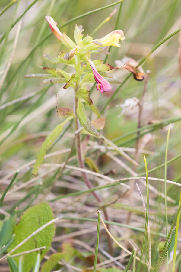 Pedicularis labradorica var. labradorica resmi