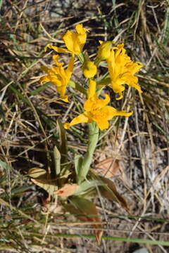 Image of Chloraea alpina Poepp.