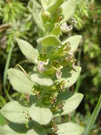 Imagem de Ajuga laxmannii (Murray) Benth.