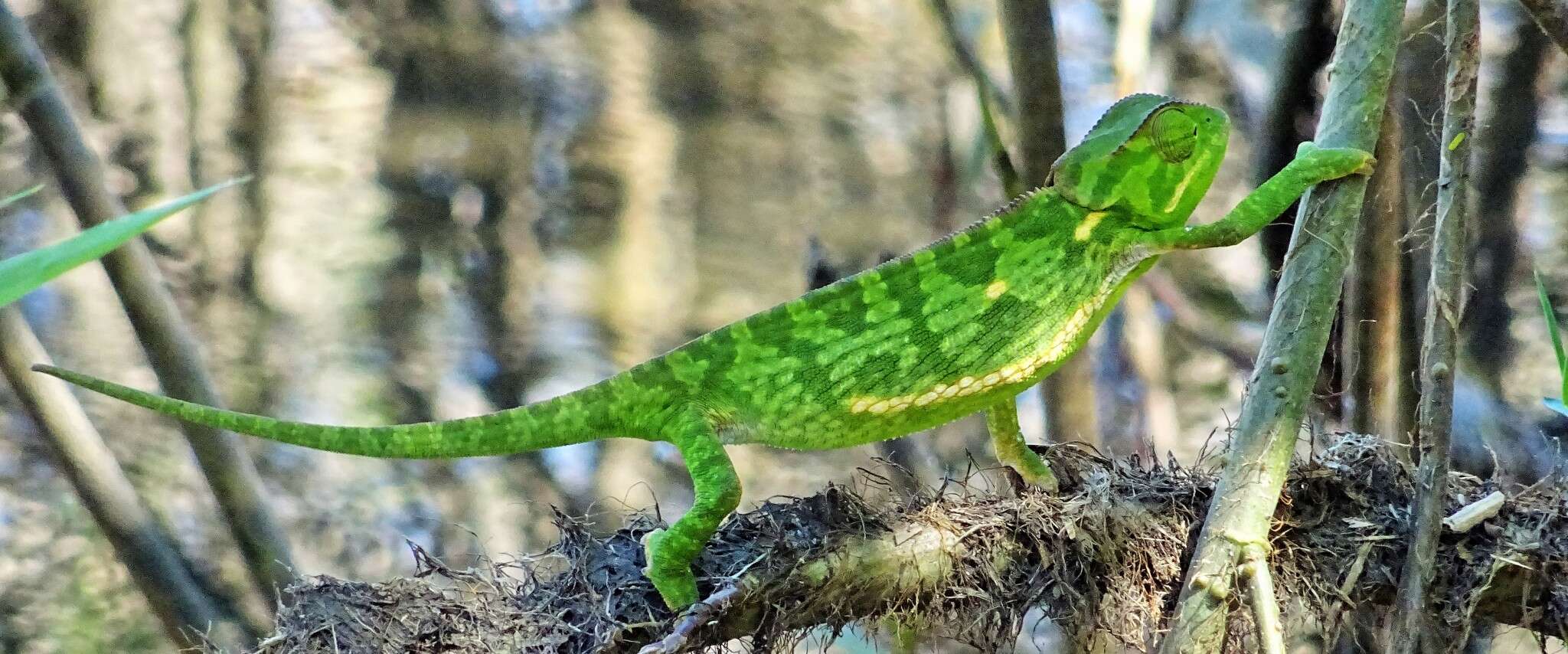 Image of Common African Flap-necked Chameleon