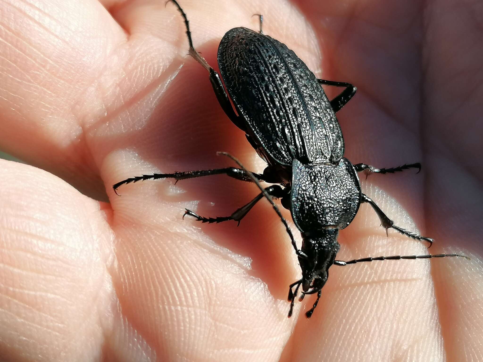 Image of Carabus (Macrothorax) rugosus Fabricius 1792