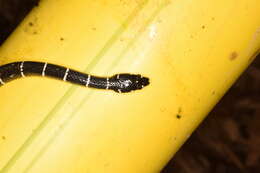 Image of Black Halloween Snake