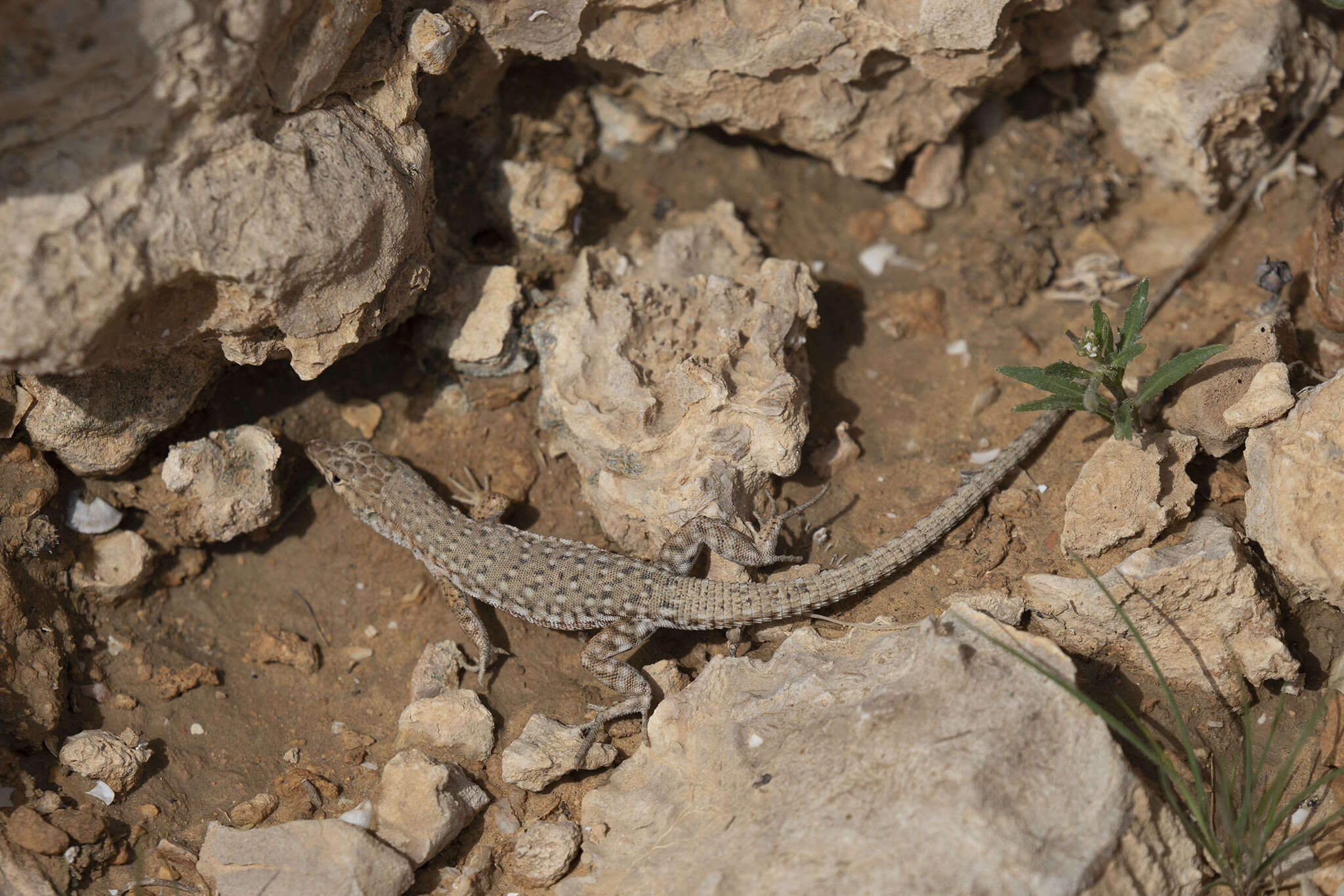 Image of Mount Sinai Lizard