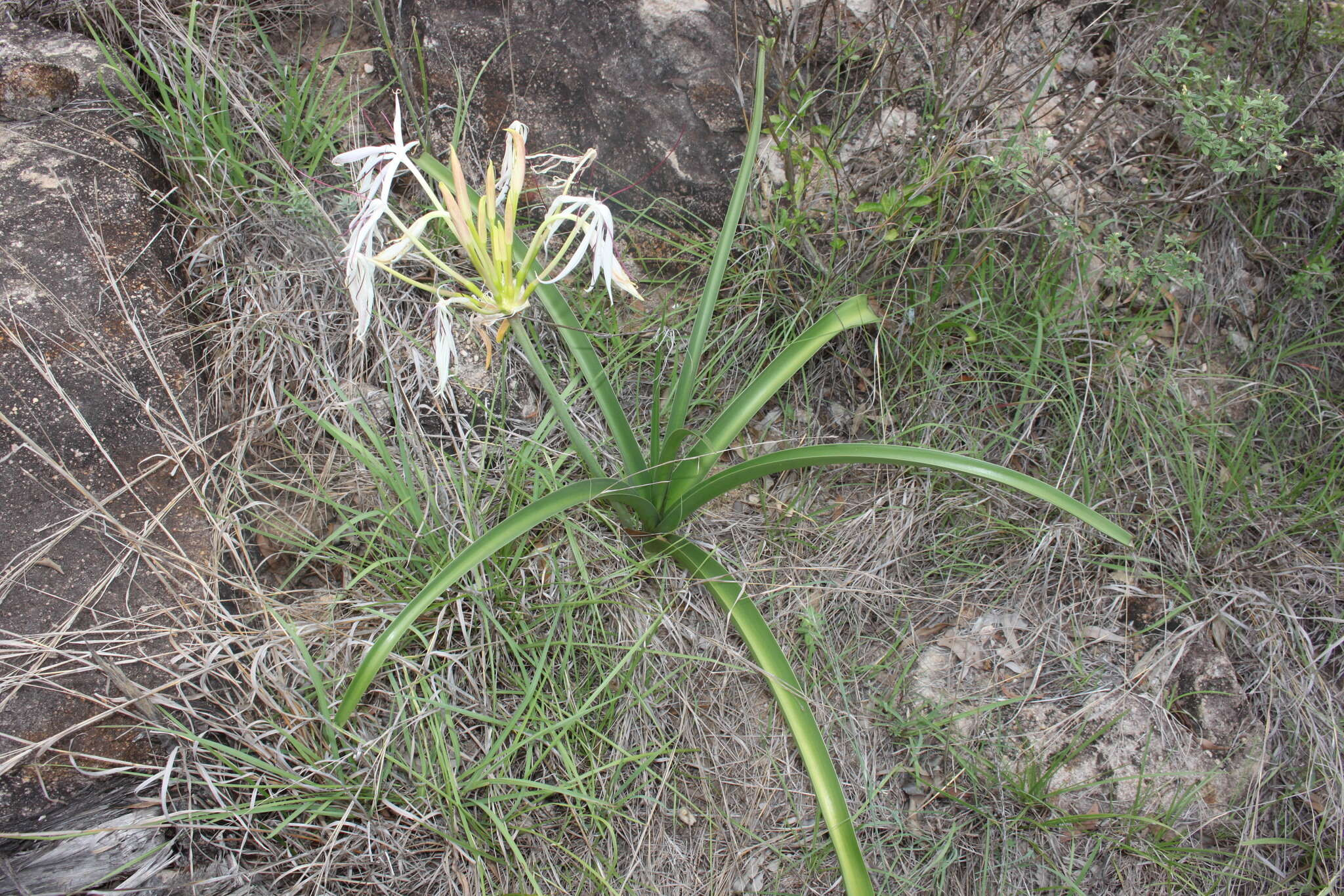 Image of Crinum arenarium Herb.