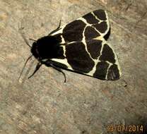 Image of Yellow Tiger Moth