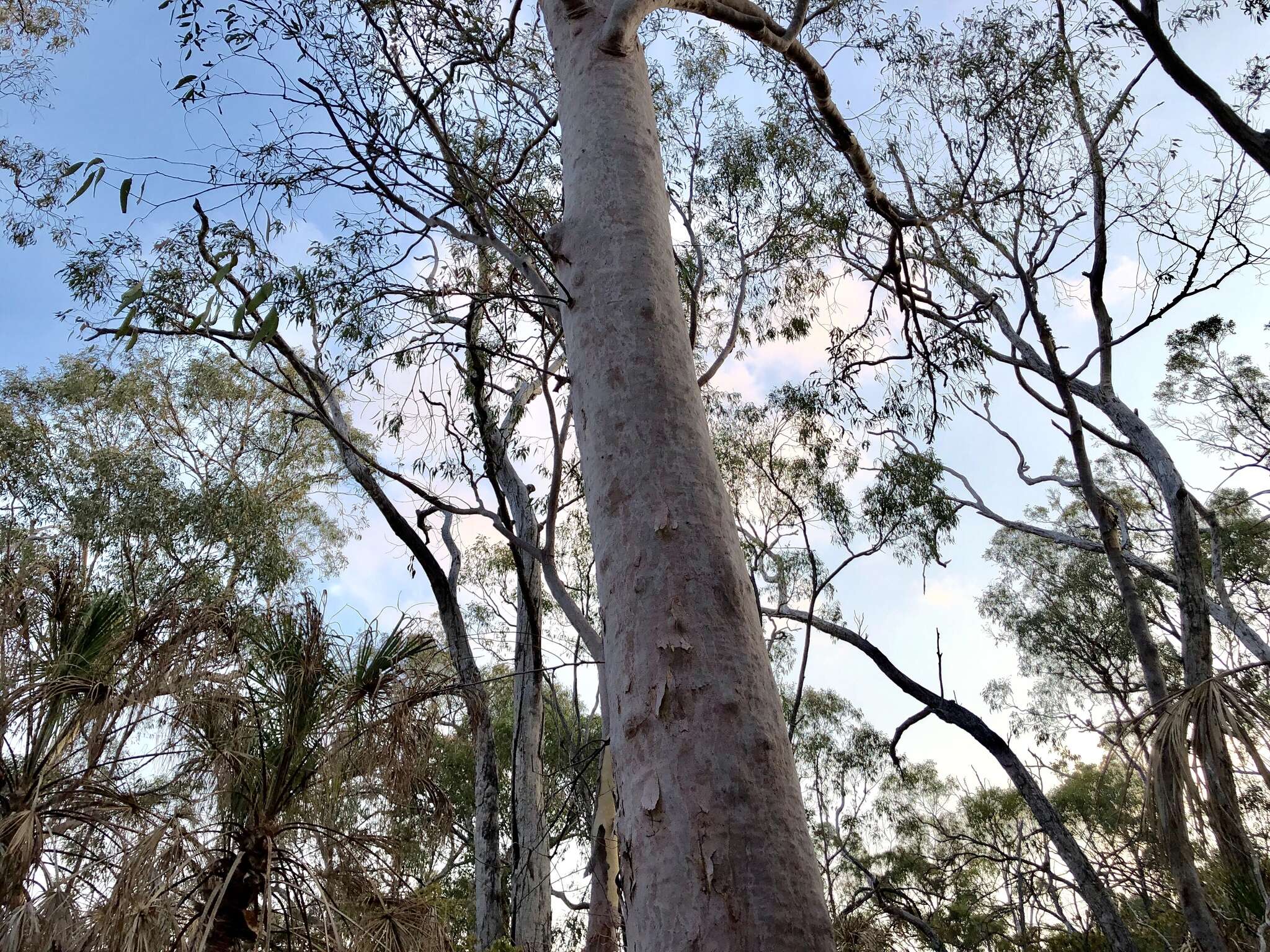 Image of lemonscented gum