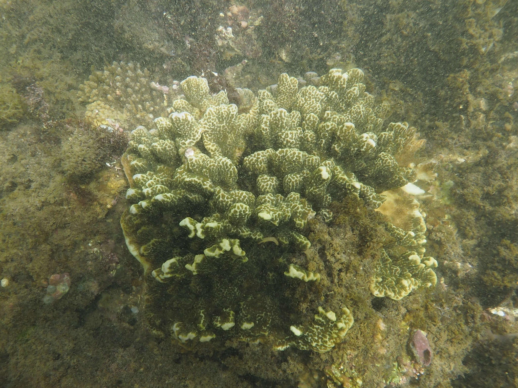 Image of pore coral