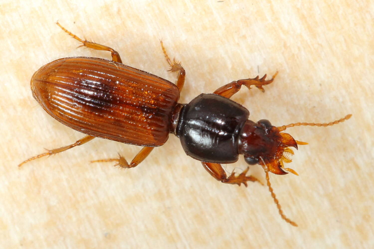 صورة Clivina (Clivina) collaris (Herbst 1784)