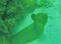 Image of Black Moray