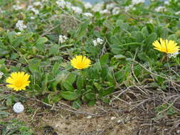 Image of Calendula suffruticosa subsp. algarbiensis (Boiss.) Nym.