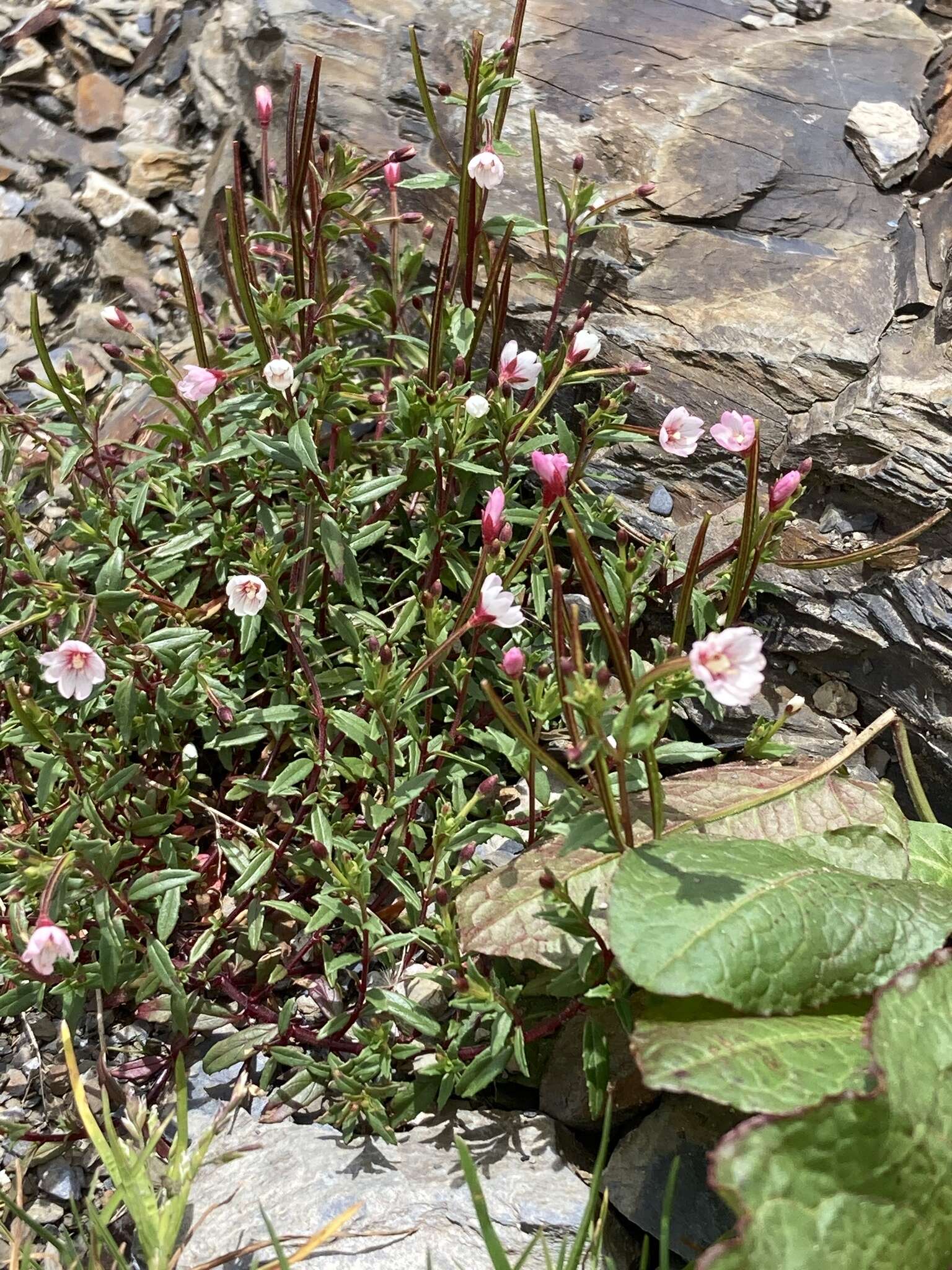 Image de Epilobium hohuanense S. S. Ying