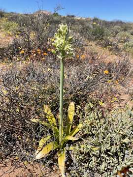 Image of Ornithogalum xanthochlorum Baker