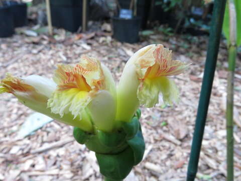 Image of Costus claviger Benoist