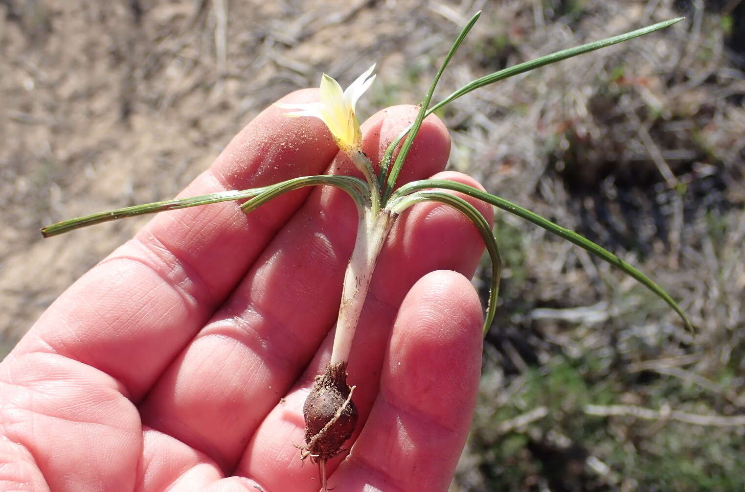 Image of Romulea atrandra G. J. Lewis