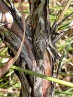 Image of Apalachicola St. John's-Wort