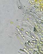 صورة Pseudopithyella minuscula (Boud. & Torrend) Seaver 1928