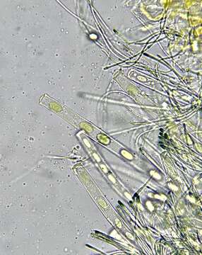 Pseudopithyella minuscula (Boud. & Torrend) Seaver 1928的圖片