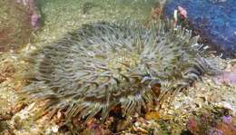 Image of Adhesive sea anemone