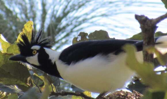 Imagem de Cyanocorax dickeyi Moore & RT 1935