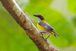 Image of Yellow-sided Flowerpecker