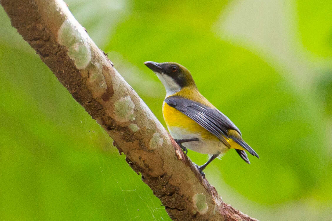 Image of Yellow-sided Flowerpecker