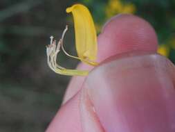 Image of Scorpion Senna