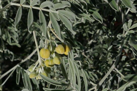 Plancia ëd Senna artemisioides subsp. sturtii