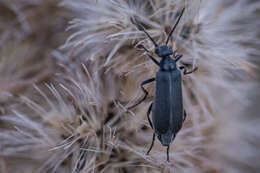 Image of Epicauta (Epicauta) heterodera Horn 1891