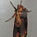Image of Micragrotis interstriata Hampson 1902