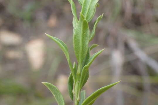 Image of Freylinia densiflora Benth.