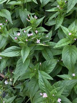 Imagem de Epilobium ciliatum subsp. glandulosum (Lehm.) P. C. Hoch & P. H. Raven