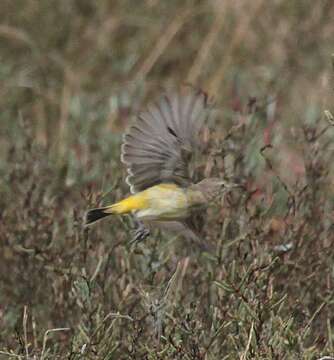 Image of Yellow Chat