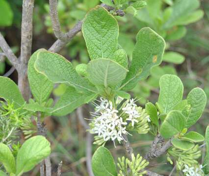 Image of Poison bride's-bush