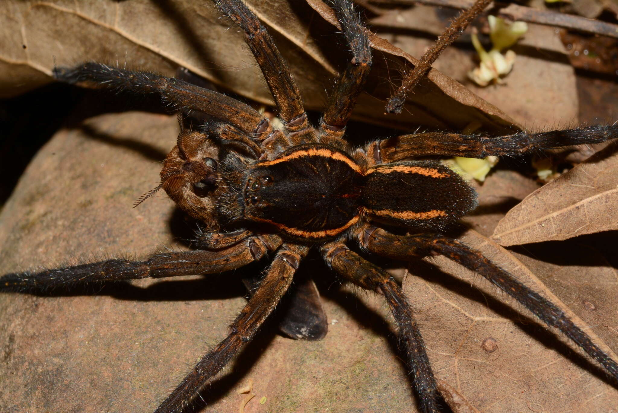 Image of Aglaoctenus yacytata Piacentini 2011