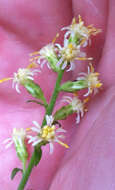 Image of white goldenrod