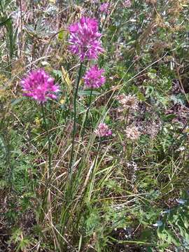 Image of Allium saxatile M. Bieb.