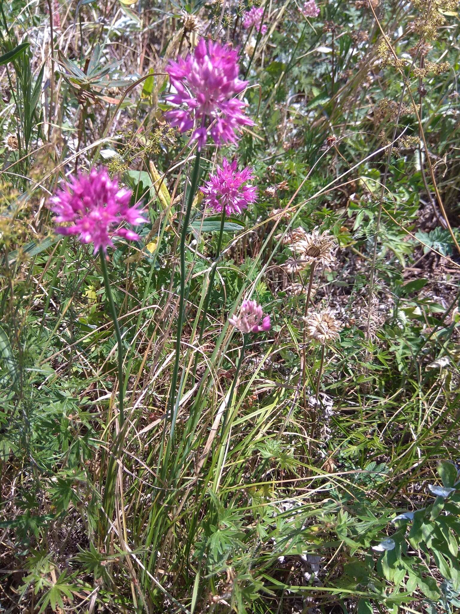 Image of Allium saxatile M. Bieb.