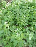 Image of Chenopodium ucrainicum