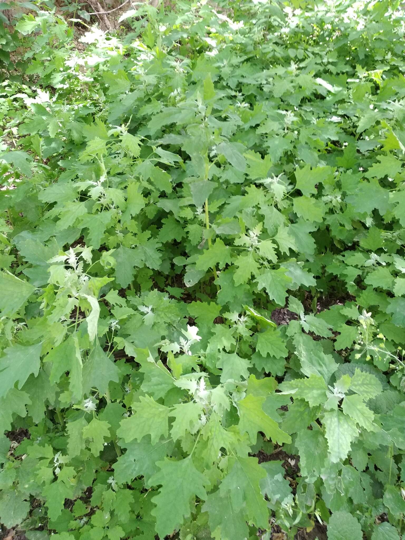 Chenopodium ucrainicum的圖片