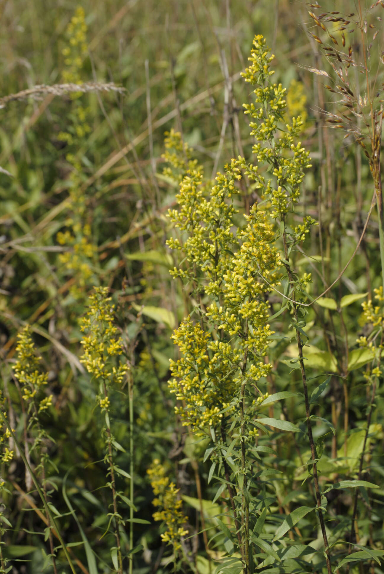 Image of showy goldenrod