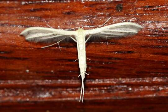 Image of <i>Pterophorus albidus</i>