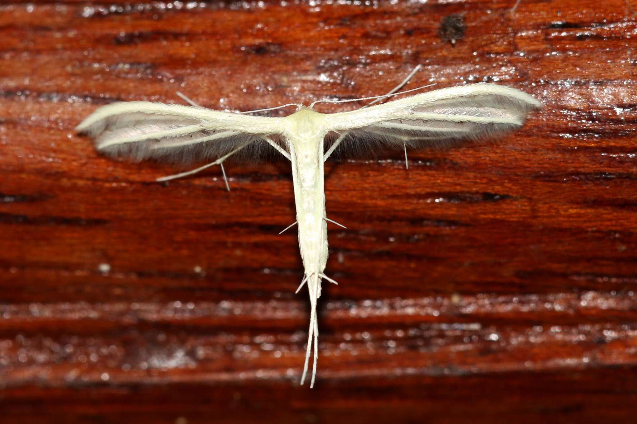 Image of <i>Pterophorus albidus</i>