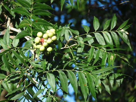 Image of western soapberry