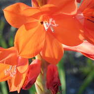 Image of Watsonia pillansii L. Bolus