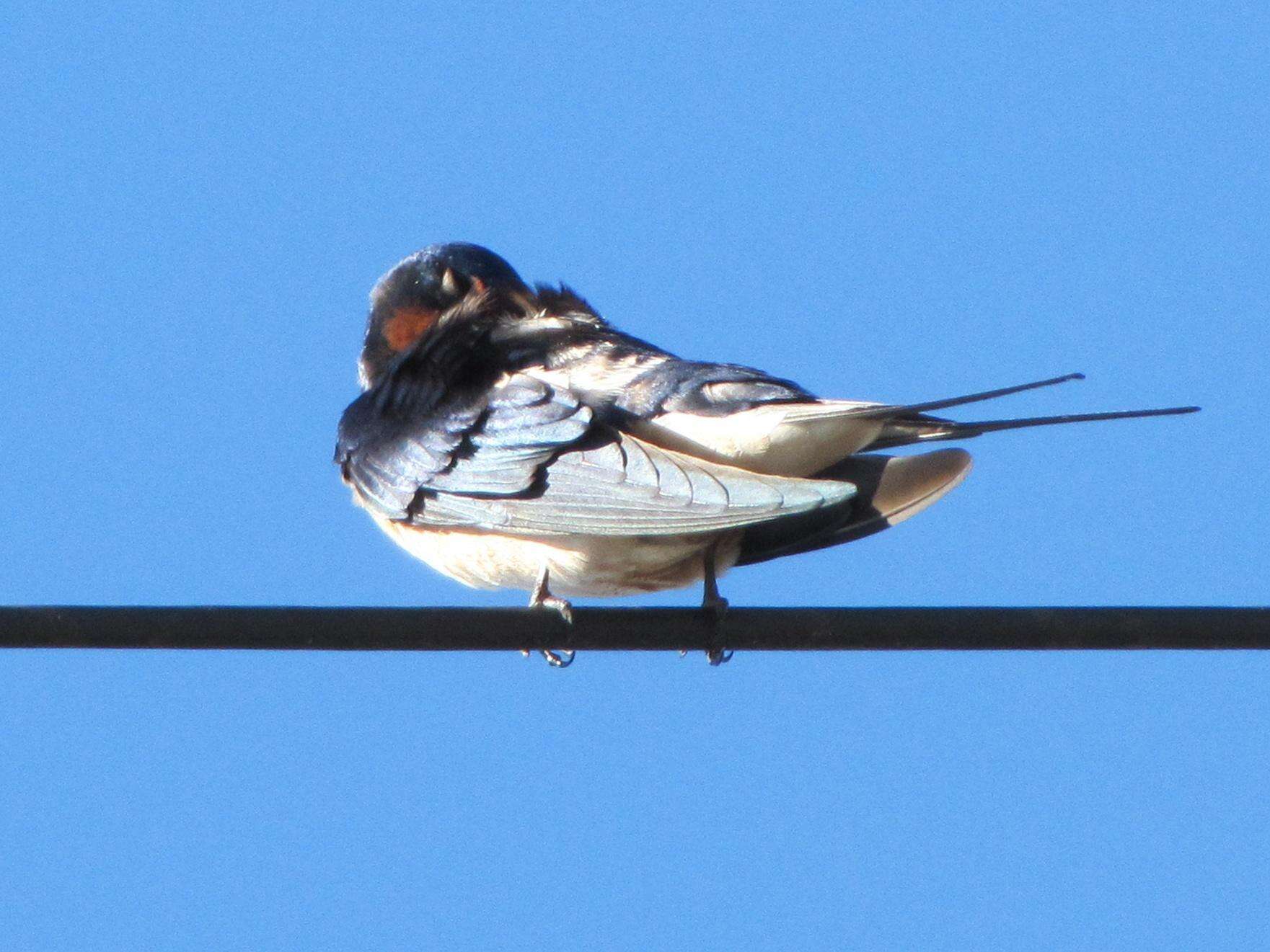 صورة Hirundo rustica rustica Linnaeus 1758