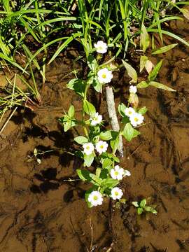 Image of Florida Hedge-Hyssop