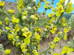 Imagem de Verbascum songaricum Schrenk