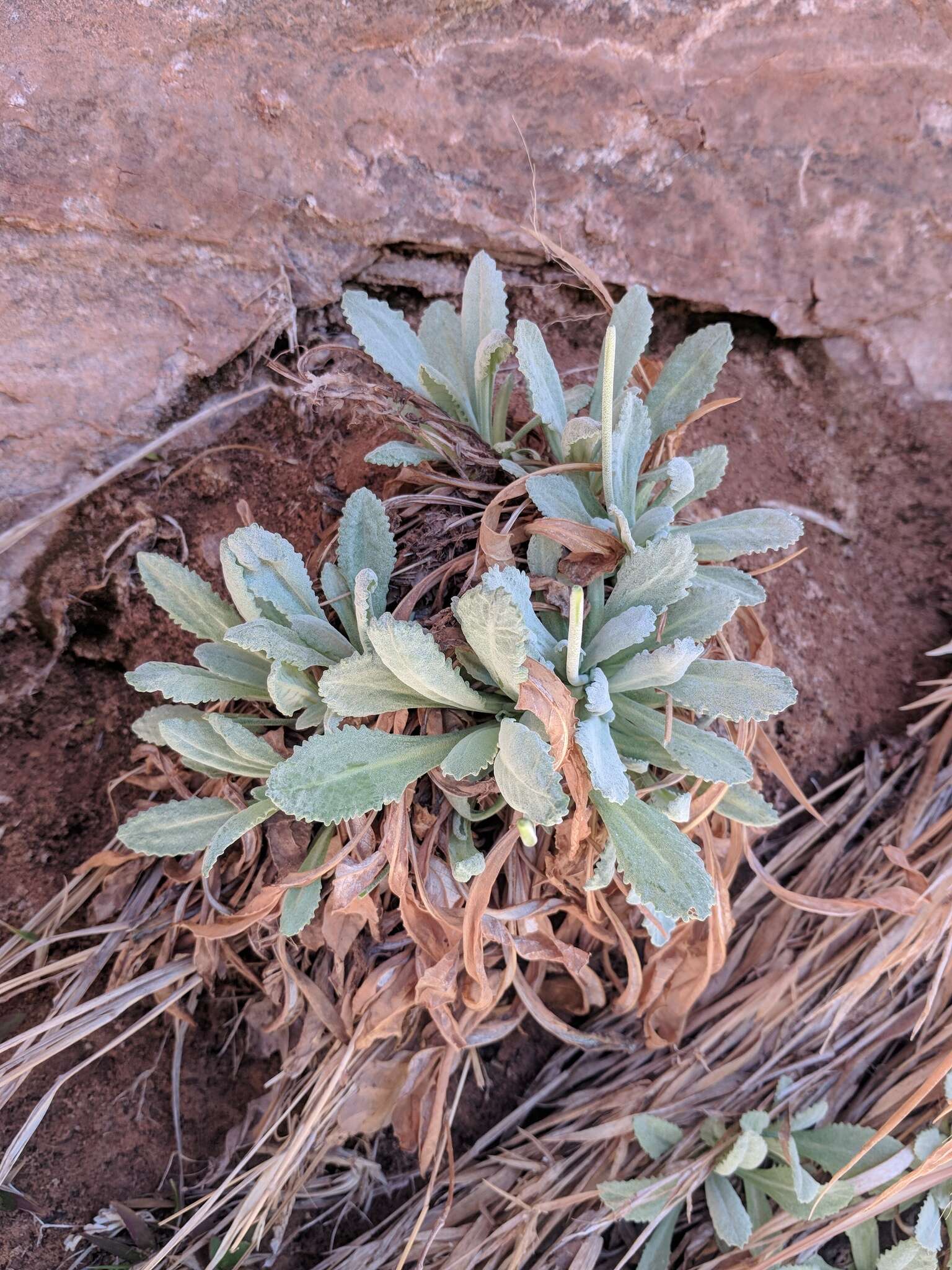 Image of cavedwelling primrose