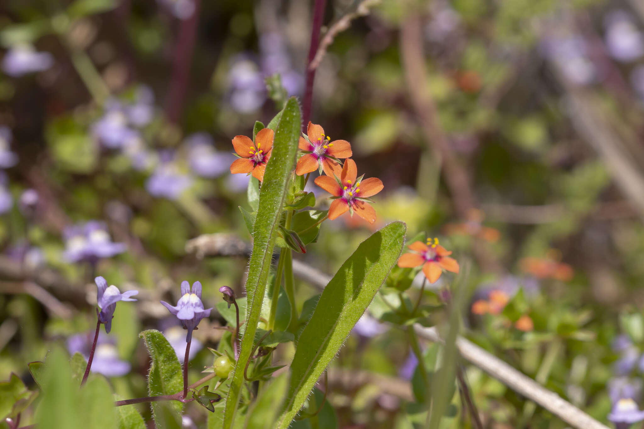 Image of Scarlet pimpernel