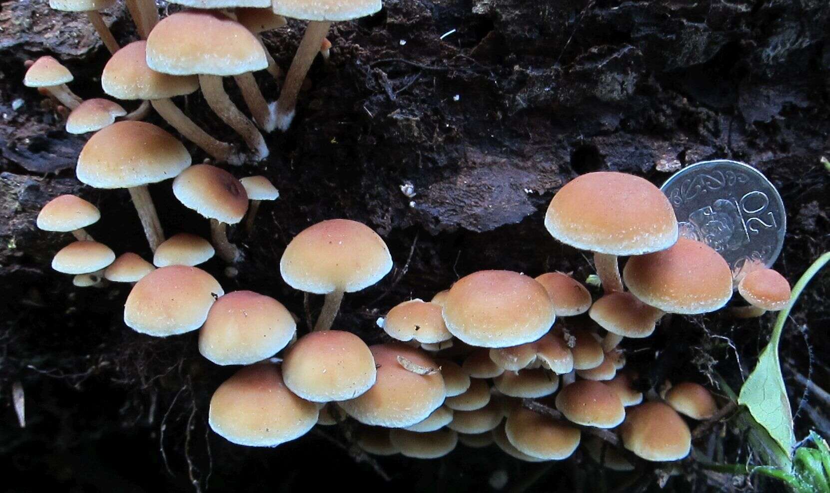 Image of Hypholoma australianum Redhead 2014